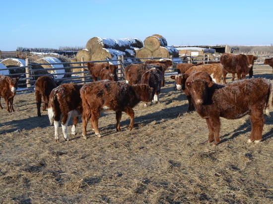 Поголовье скота к зиме достигло почти 1 миллиона в Забайкалье