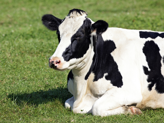 Из-за лейкоза в 2022 году забили 6 тысяч коров по Новосибирской области