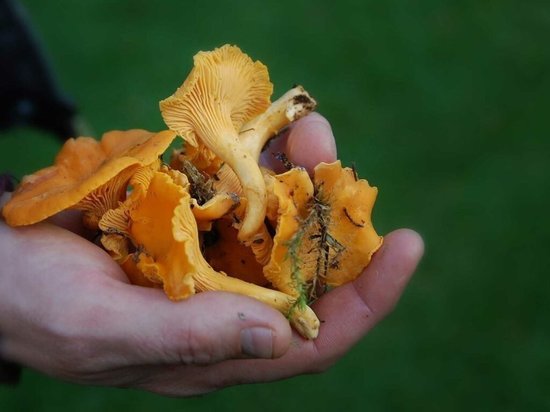 Удивительное — рядом: в костромских лесах в ноябре появились грибы