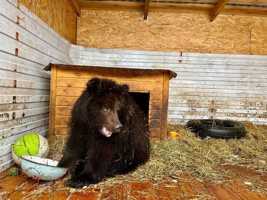 Из Новосибирска на реабилитацию в Санкт-Петербург отправили двух бурых медвежат