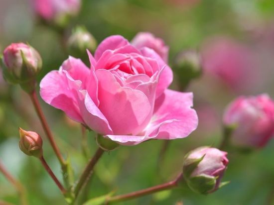 Как использовать кефир для подкормки садовых цветов: не каждый дачник знает секрет