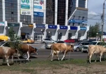 Летом этого года в столице Бурятии участились случаи порчи городского имущества – клумб, зеленых зон и спортивных площадок – свободно пасущимися животнымии