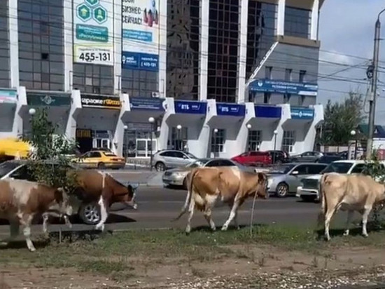 В Улан-Удэ бесхозные «буренки» поедут на штрафстоянку