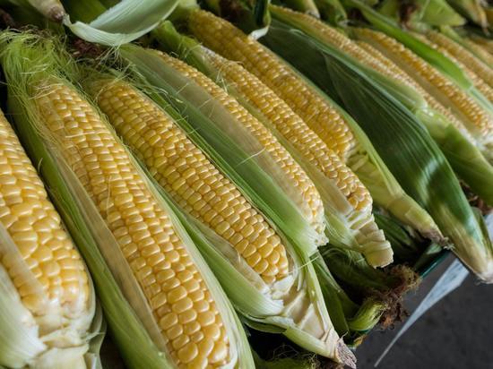Следователи разгадают все тайны отравления кукурузой жителей Красноярска