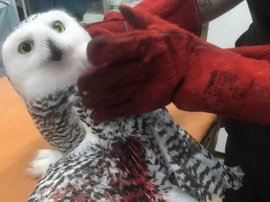 Еще одну раненую полярную сову спасли в Ноябрьске