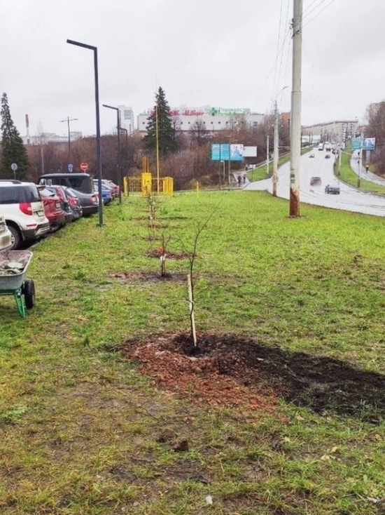 "Аллею будущего" высадили на ул. 50 лет ВЛКСМ в Ижевске