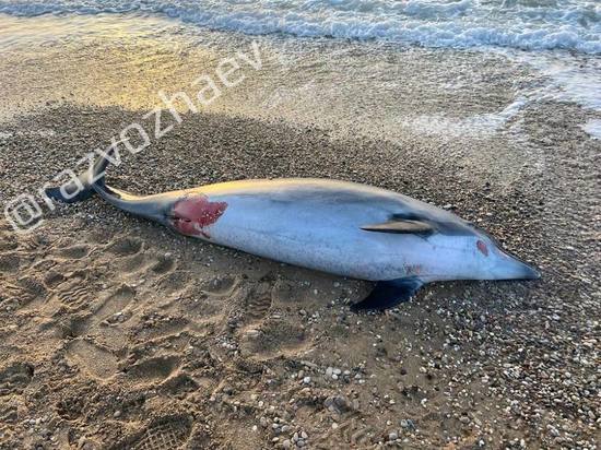 В Крыму нашли мертвым дельфина из скандального дельфинария