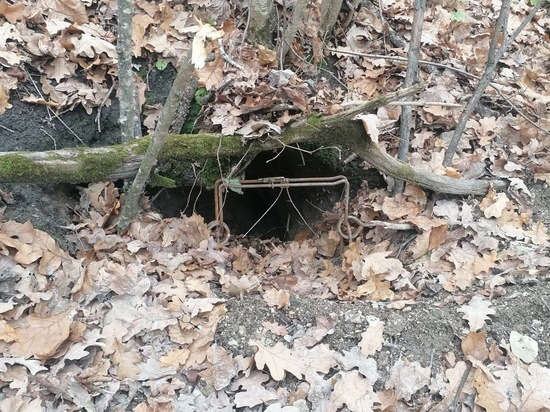 В курских лесах нашли незаконные капканы в норах барсуков