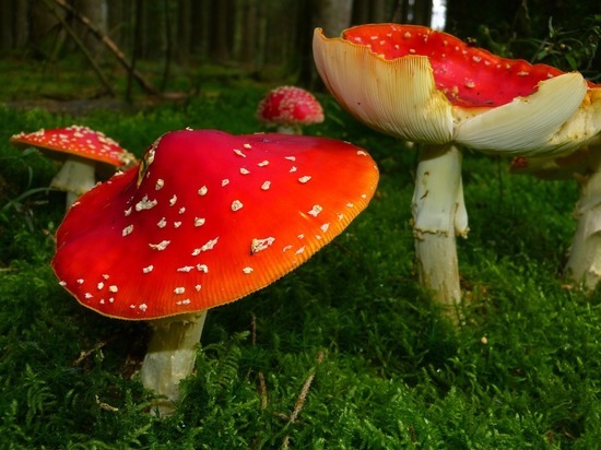 Мухоморный бум: чем красно-белые грибы привлекают россиян