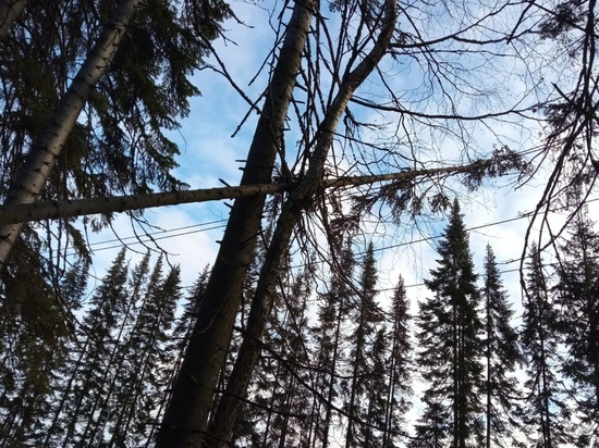 Деревья не выдержали порывов ветра в городе Карелии