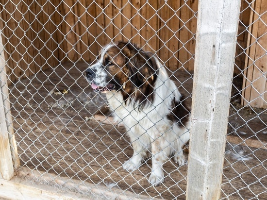 Стая бездомных собак погналась за ребенком в томском микрорайоне  Радонежский