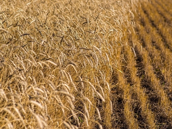 На Урале нарастили урожайность зерновых