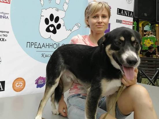 Бродячую собаку в Железноводске ловили четыре часа