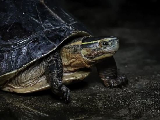 В Петербурге водитель мусоровоза спас черепаху из-под завала из отходов