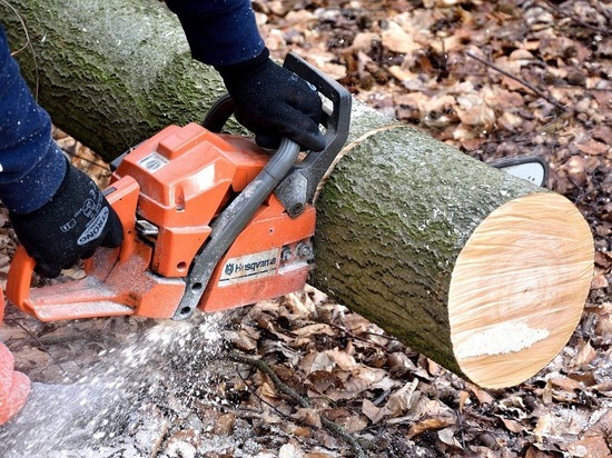 Более 500 аварийных деревьев уберут в Барнауле