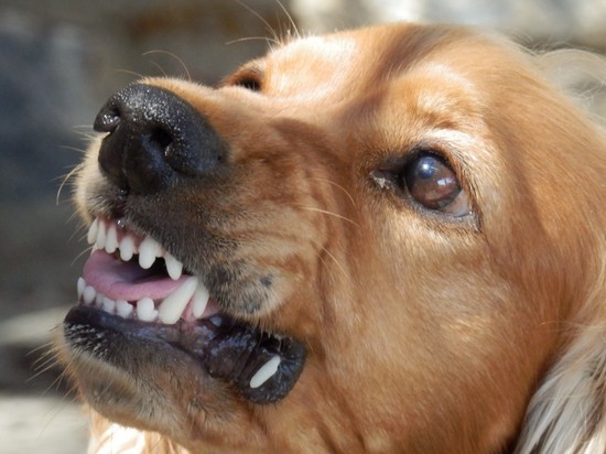 С администрации Вилюйска взыскали компенсацию за нападение собак