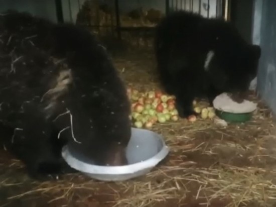 Опубликовано видео с новосибирскими медвежатами, отправленными в Санкт-Петербург