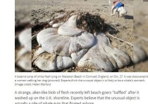 Британка наткнулась на причудливые белые «мясистые мешки» из плоти на британском пляже в Корнуолле Эксперты считают, что необычный объект на самом деле является частью желудка кита, пишет  livescience