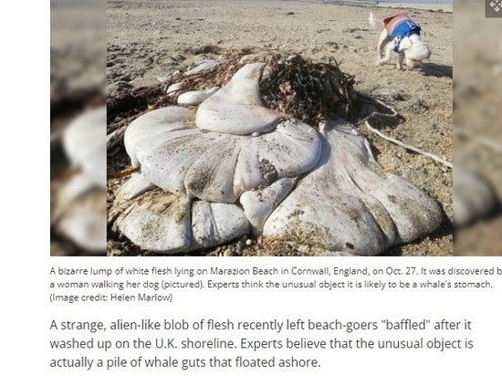 На британский пляж выбросило загадочные мешки из плоти