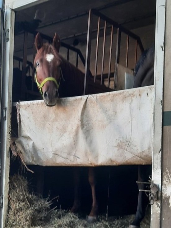 На границе с Бурятии пресекли вывоз пяти спортивных лошадей