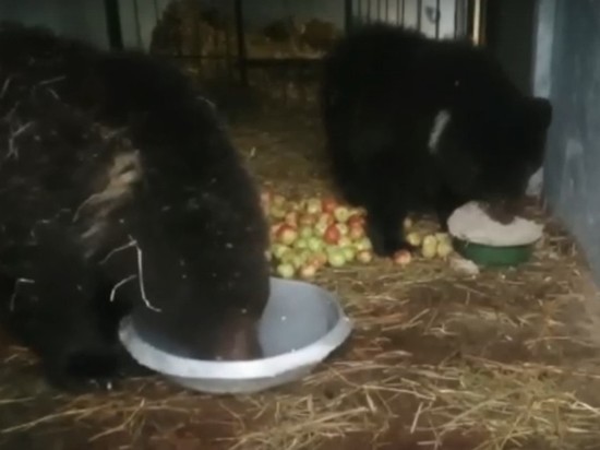 В Минприроды НСО рассказали о помощи отправленным в ленинградский центр реабилитации медвежатам