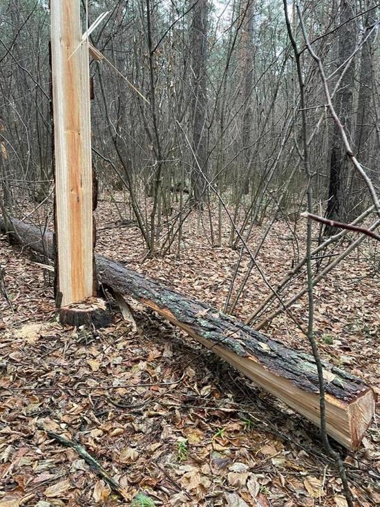 В Пензенской области незаконно срубили почти 2,5 кубометра сосны
