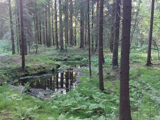 Комитет по природным ресурсам подтвердил рубки в природном парке «Вепсский лес», по которым не нашлось проектов