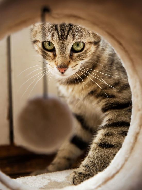 Почему кошки любят сидеть в коробках: 5 главных причин