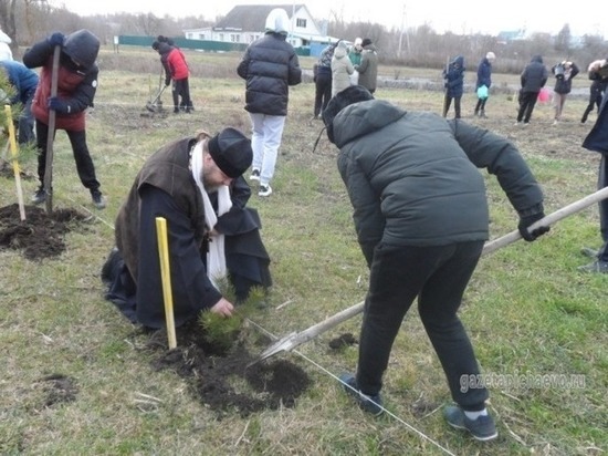 В Пичаево заложили сосновую аллею в форме буквы Z