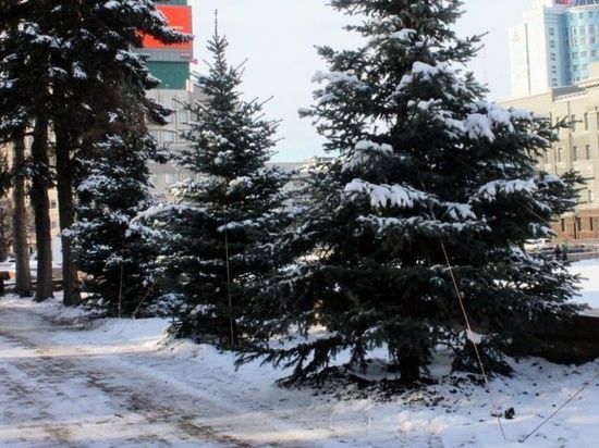 На площади Революции в Челябинске высадили новые пятиметровые ели
