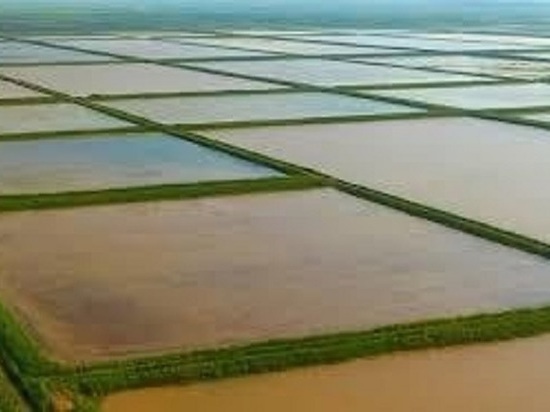 В Астрахани построят завод по переработке риса