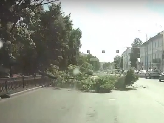 В Ярославле в самом центре рухнуло дерево, благодаря чему горожане узнали, что водители бывают разными