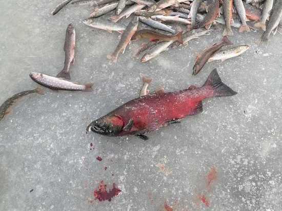 «Ух, какой!»: рыбак поймал красного кижуча на Сахалине