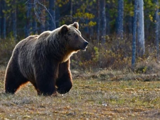 Медведь вышел к домам в Кубовинском сельсовете под Новосибирском