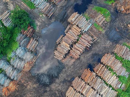 Исследование: тропические леса Бразилии приближаются к точке невозврата