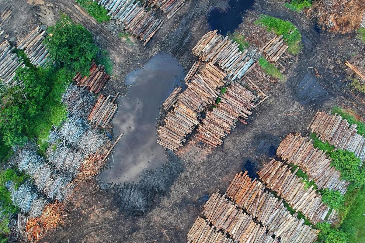 Study: Brazil's rainforests are approaching the point of no return