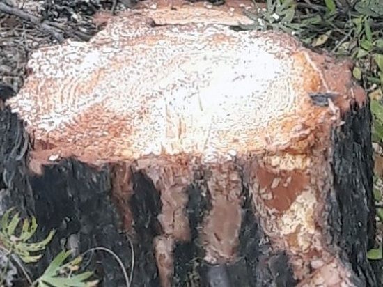  «Черному» лесорубу в Бурятии дали два года