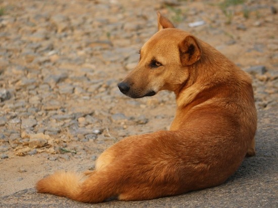 Стая собак чуть не загрызла маленького ребенка в Барнауле