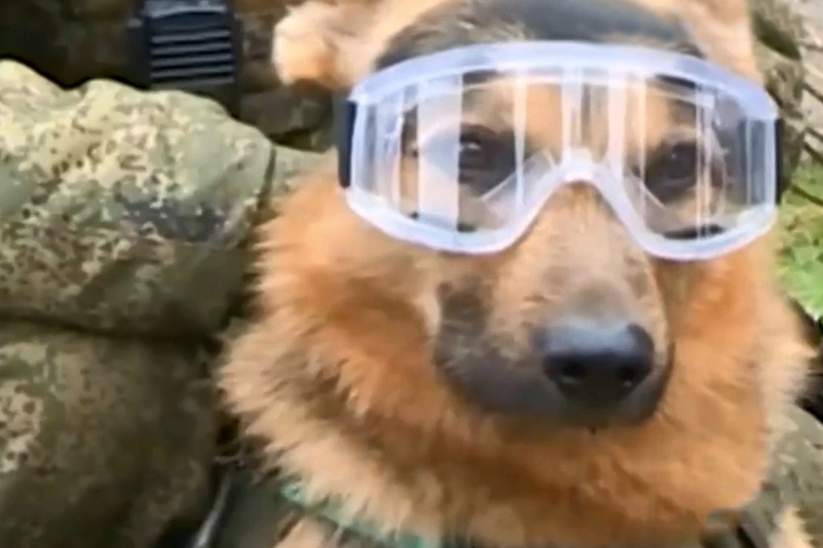 A four-legged fighter appeared in the ranks of the marines in the NVO zone