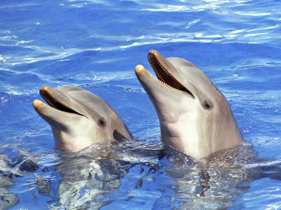 Тренер рассказала о нынешней судьбе выброшенных в Черное море ручных дельфинов