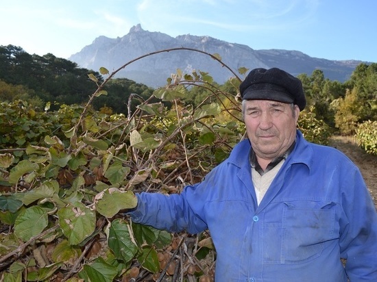 В Кореизской долине крымчанин выращивает экзотические фрукты
