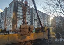 На улицах Красноярска начали пересаживать деревья из-за строительства метро
