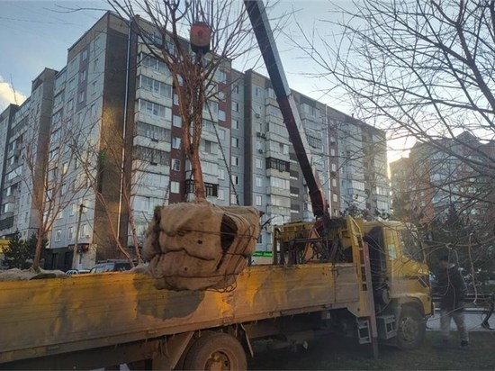 В Красноярске на Взлетке начали пересаживать деревья из-за строительства метро