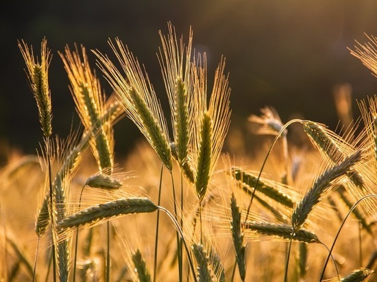 Кобяков: поставки российского зерна помогут купировать вспышки голода