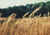 В 2023 году посевы пшеницы и кукурузы в Калининградской области снизятся на 10%. Об этом сообщила министр сельского хозяйства региона Наталья Шевцова.