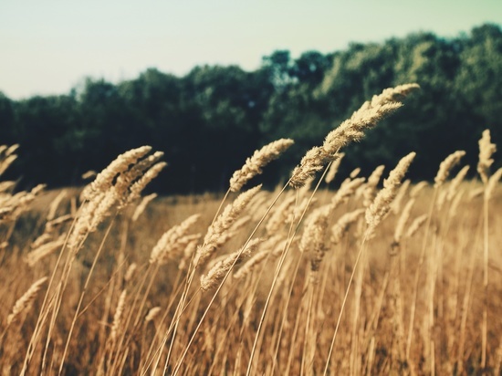 Посевы пшеницы и кукурузы в Калининградской области снизятся на 10%
