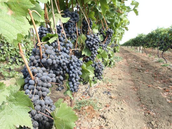 В Дагестане появятся новые виноградники с капельным орошением