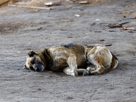 Стаи бездомных собак в Дно держат в страхе весь город