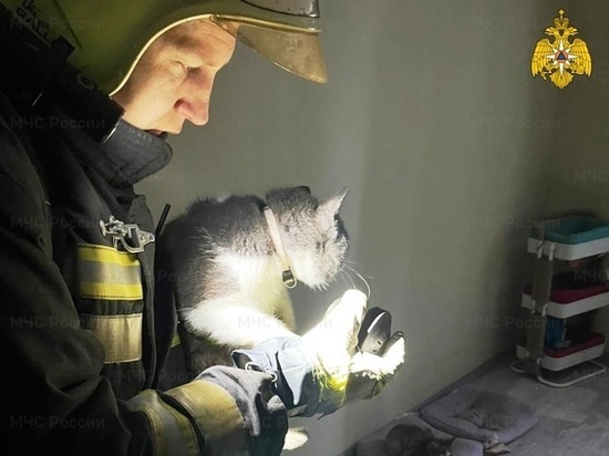Костромские пожары: в приюте «Право на жизнь» едва не погибли 100 кошек