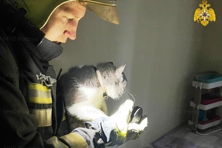 Костромские пожары: в приюте «Право на жизнь» едва не погибли 100 кошек